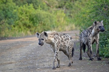 Obraz na płótnie Canvas hyena in africa