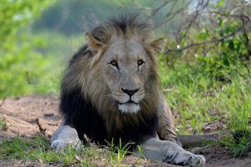 lion in Africa