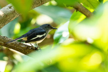 Fototapeta premium Female Oriental Magpie Robin perching on Malay Apple branch