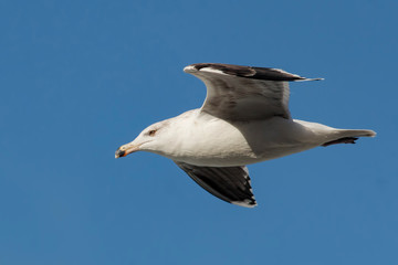 seagull in flight