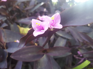 A very beautiful type of plant which is found in many places of Brazilian nature and around the world