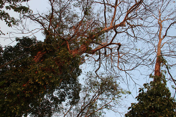 plateau des bolovens - laos 