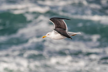 Fototapeta na wymiar Lesser black-backed gull in flight