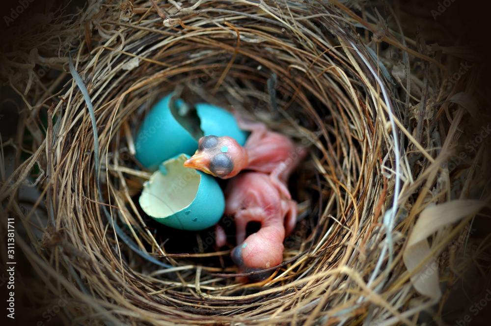 Wall mural Bird nest egg