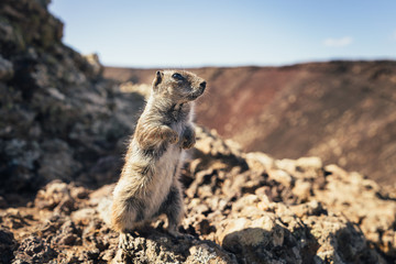 Fototapeta premium Kleines Streifenhörnchen auf Fuerteventura