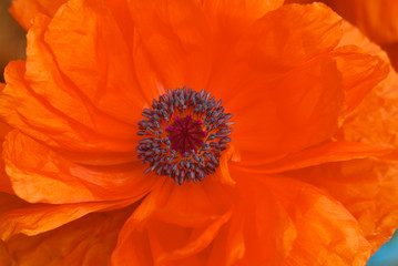 Close up of an orange poppy flower