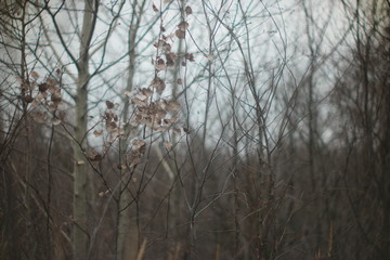 trees in fog