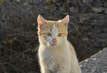 portrait of a cat in the garden