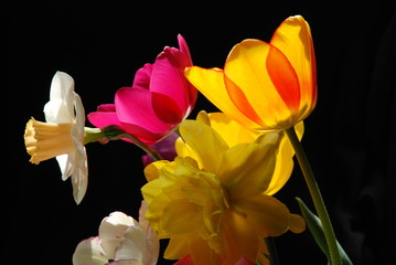 Springtime flower bouquet isolated on black background. Backlit flowewr bouquet