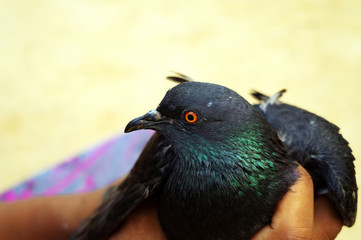 An Indian village boy holds a pet pigeon with his hands and the pigeon looks beautiful