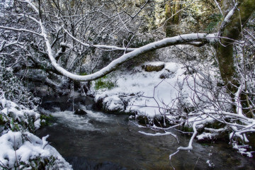 river in the winter forest