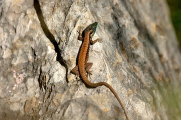 Snake eye lizard Mediterranean