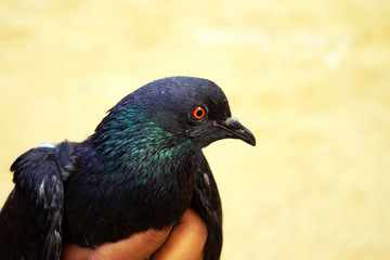Obraz premium An Indian village boy holds a pet pigeon with his hands and the pigeon looks beautiful closeup