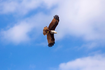 Red hawk while fly in the sky.
