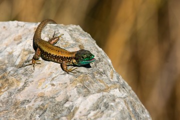 Snake eye lizard Mediterranean