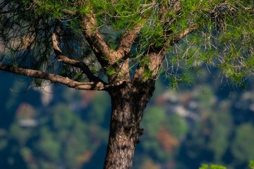 Pine tree in a forest
