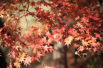 Autumnal landscape of Suizawa maple valley in the Mie Prefecture of Japan