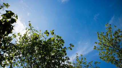Green scenery with trees and blue sky background with beautiful clouds