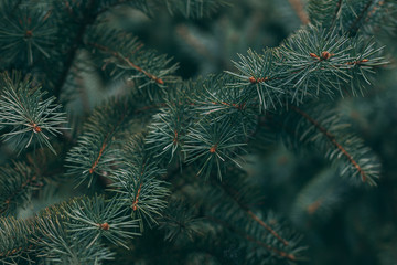 Fluffy branches of a spruce or fir-tree. Christmas wallpaper or postcard concept.