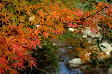 川に掛かる紅葉