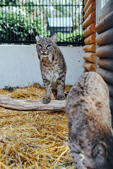 Wild cat lynx in captive zoo summer