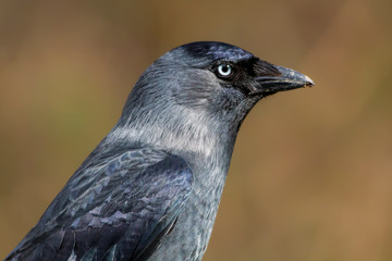 portrait of a jackdaw