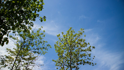 Green scenery with trees and blue sky background with beautiful clouds