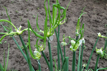 The garden grows multi-tiered onions