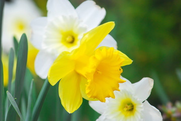Close up of daffodil flowers in the garden. Springtime flowers