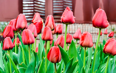 Beautiful red tulips bloomed in the spring in the garden. Selective focus.
