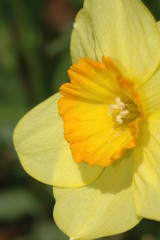 Close up of yellow daffodil flower. Springtime flower