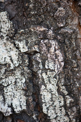 Fototapeta premium Closed up bark of tree show texture background