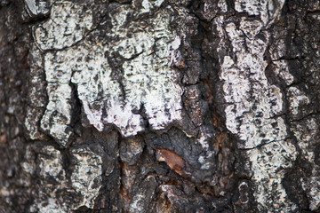Closed up bark of tree show texture background
