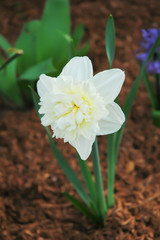 Close up of a white daffodil flower isolated in the garden. Springtime flower. Vertical orientaion