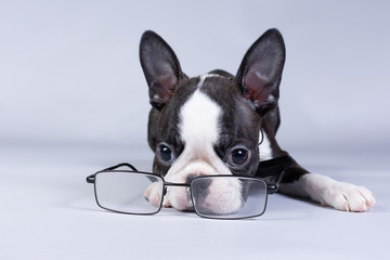 Cute puppy breed Boston Terrier lies and sadly looks at the glasses.