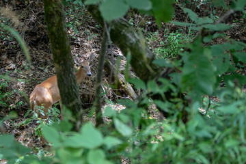 A pretty doe looks up as the photographer in the woods looks down to capture this photograph with bokeh effect.