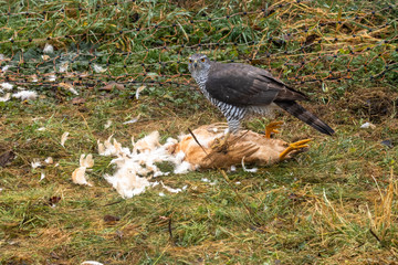 Obraz premium Ein Habicht hat ein Haushuhn geschlagen