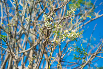 Closed up flower of Moringa
