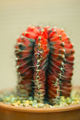 Closed up red cactus in flower pot