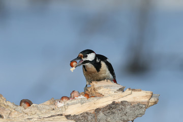 Great spotted woodpecker sits on the log with a hazelnut in beak