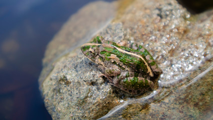 A Rana erythraea on a stone with a beautiful green back