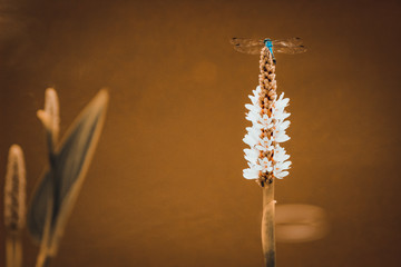 strength in weakness