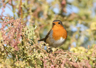 European robin (Erithacus rubecula) in beautiful soft  sunlight. The identifications signs of the bird and the structure of the feathers are clearly visible.