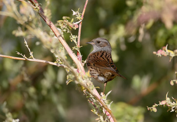 The dunnock (Prunella modularis) sitting on branch of bush in soft evening light. Closeup view. .The identifications signs of the bird and the structure of the feathers are clearly visible.