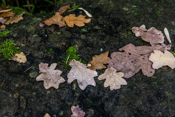 Bright autumn multicolor foliage carpe