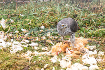Ein Habicht hat ein Haushuhn geschlagen