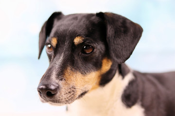 Portrait eines Jack Russel Terriers