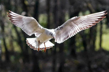 seagull in flight