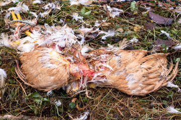 Ein von einem Habicht geschlagenes Haushuhn