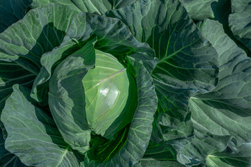 Close up cabbage in field. Green vegetable. Fresh Brassica for delicious traditional dish in Asia.